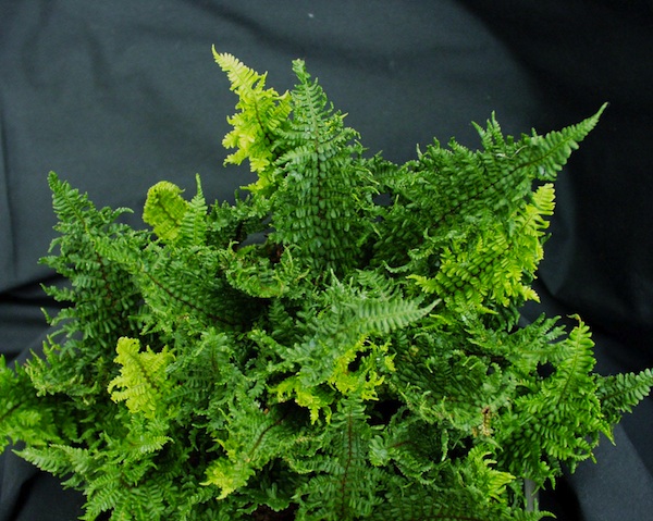 Dryopteris aff."Crispa Congesta" (i.9cmT.)Gekrauster Zwerggoldschuppenfarn(i.9cmT.)