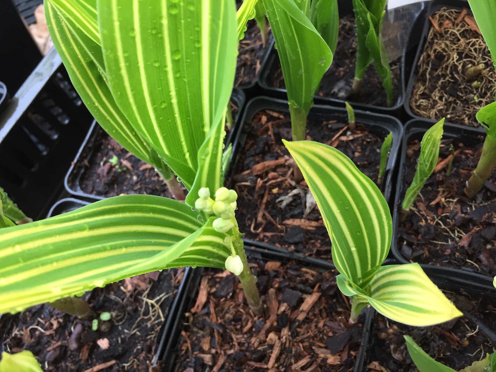 Convallaria majalis "Albostriata" (i.9cmT.) Maiglöckchen
