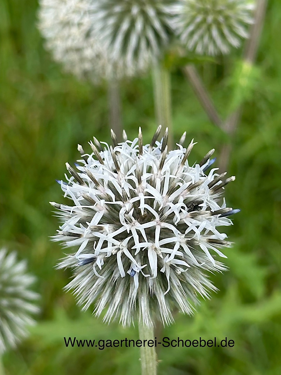 Echinops bannaticus "Albus" (i. 12cmT.), Zierdistel,  Kugel Distel