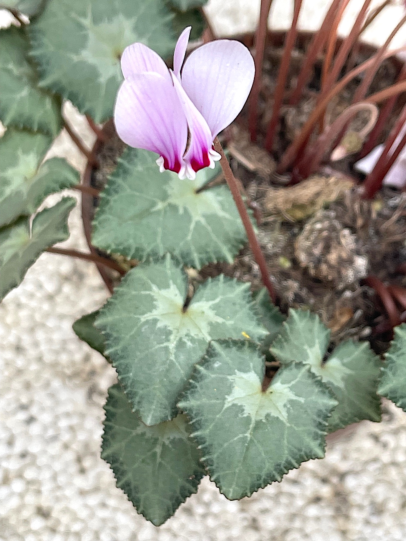 Cyclamen hed. ssp. crassifolium „silber Pfeil im grauen Rand“ Var.(9T.)