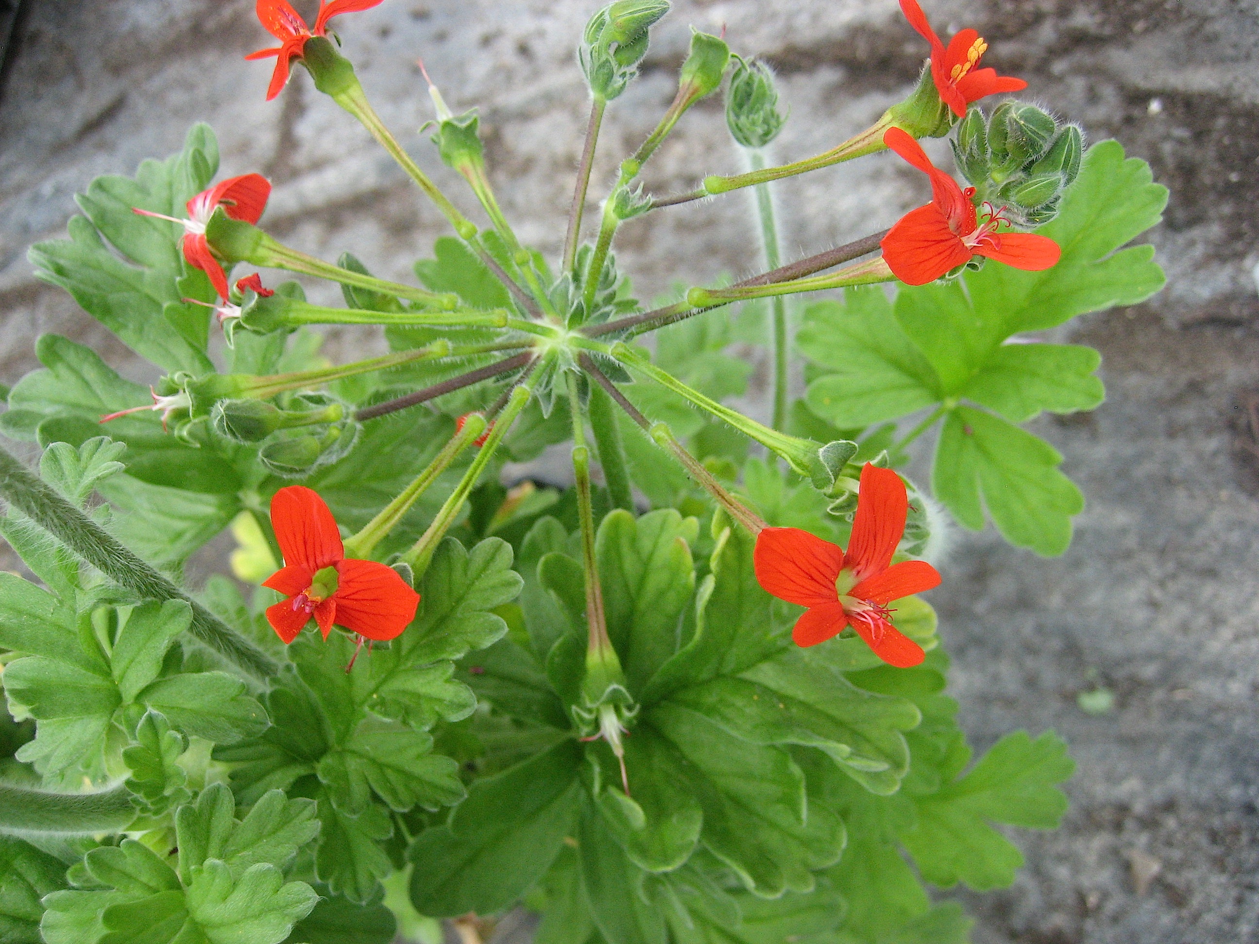 Pelargonium fulgidum (i.9cmT.)