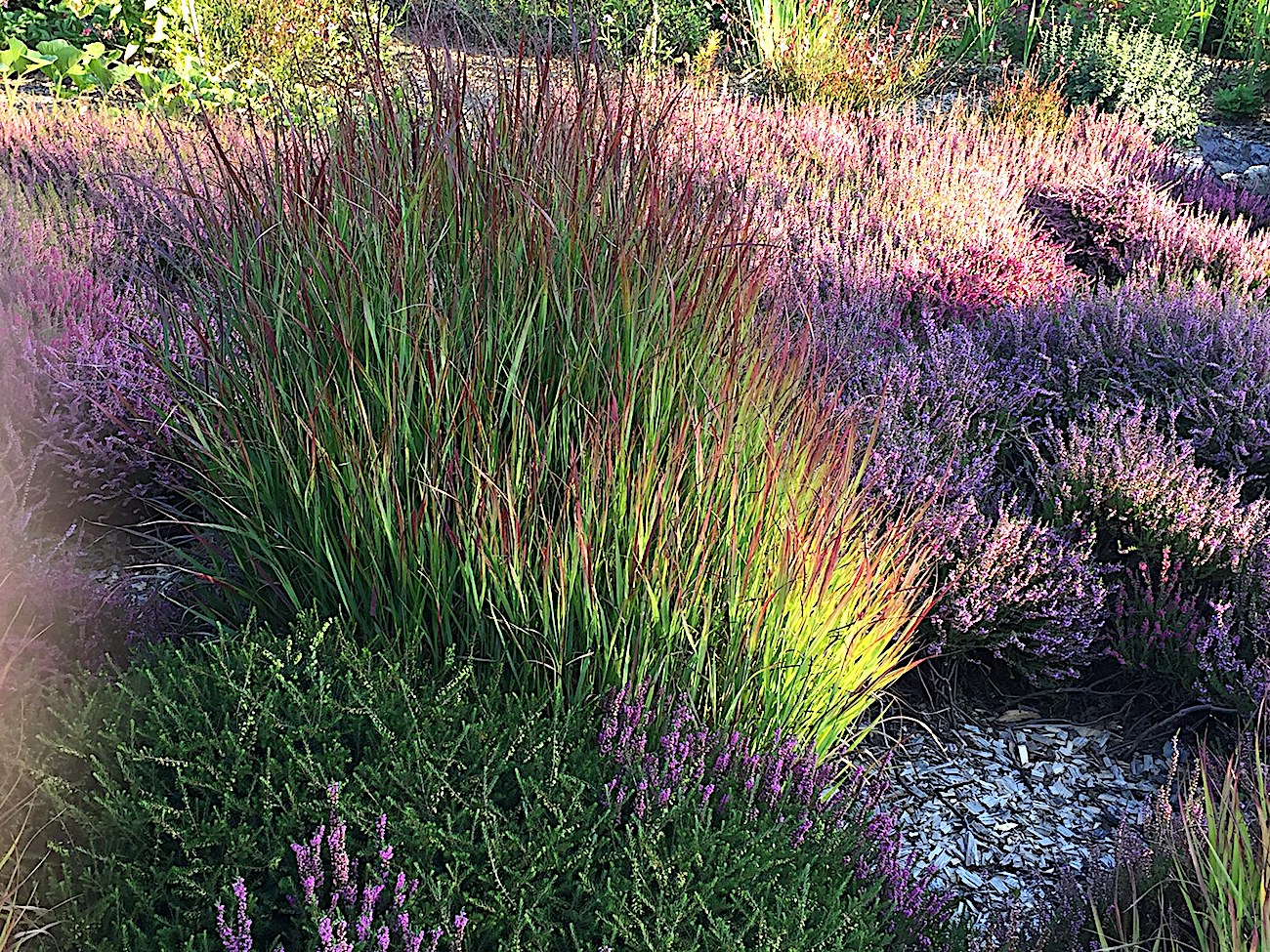 Panicum virgatum "Shenandoah" (i.15cmT.) Garten Purpur Ruten Hirse