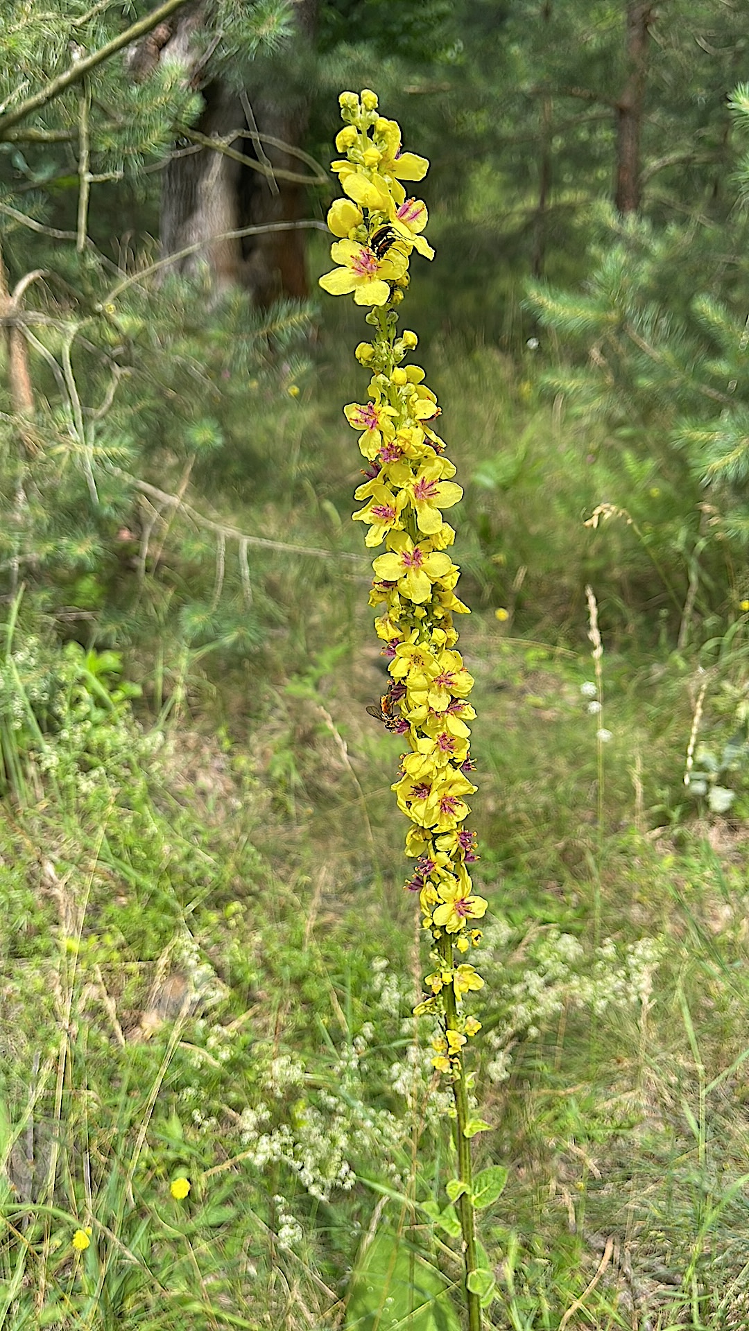 Verbascum nigrum,  Königskerze, schwarze, (i.9cmT.)