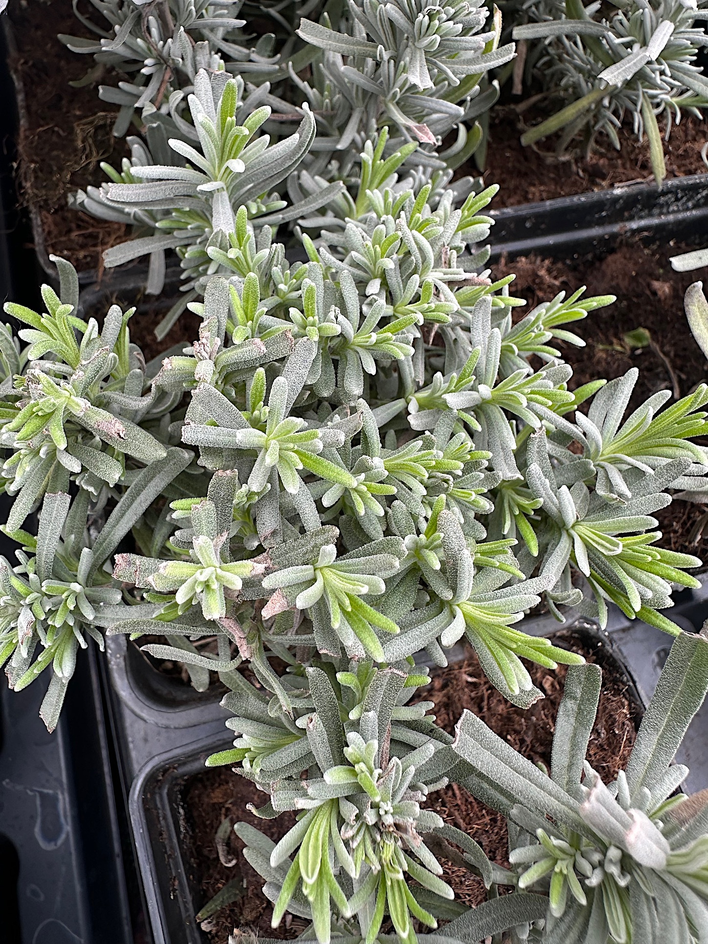 Lavandula angustifolia ´Hidcote Blue` (i.10 cmT.) Lavendel, blau