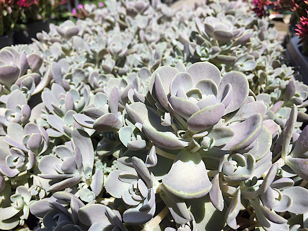 Orostachys  malacophylla (i.12cmT.), chinesische Narrenkappe