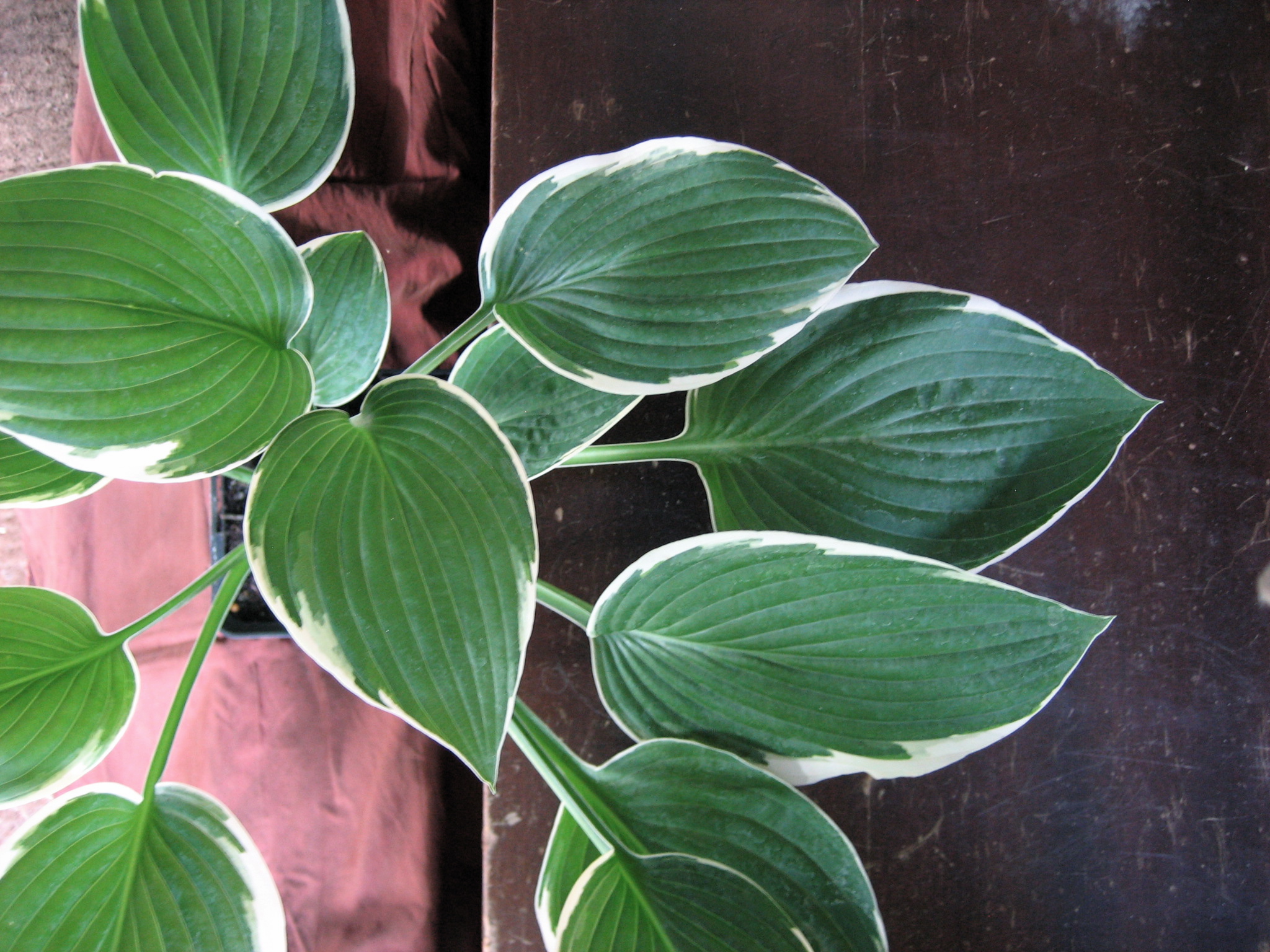 Hosta x fortunei " Francee" (i.9cmT.) Funkie