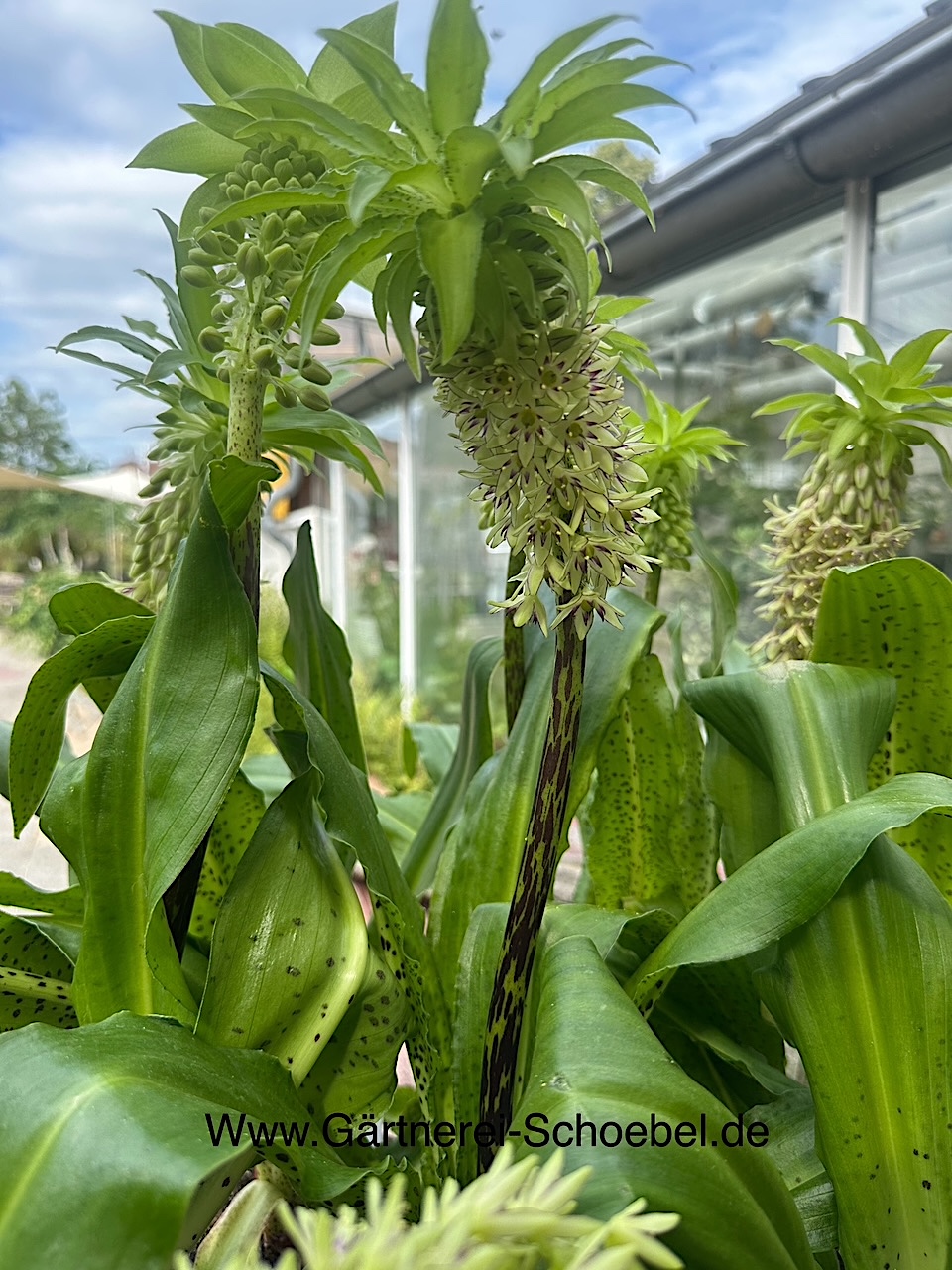 Eucomis bicolor (i. 17 cm T.), Ananasblume,Ananaslilie,  Schopflilie