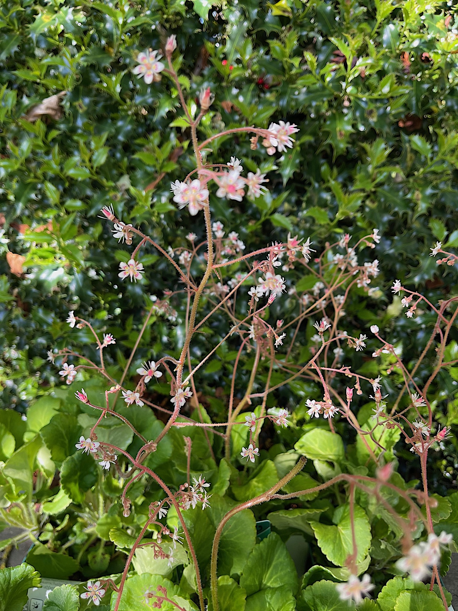 Saxifraga x urbium „Clarence Elliot“ (i.12cmT.), Porzellanblume