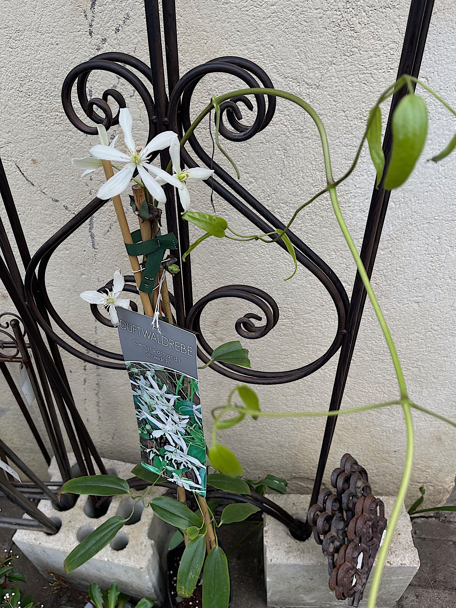 Clematis armandii „Snowdrift“(i.2lT.) ca 60 cm lang, Duft Waldrebe, immergrün