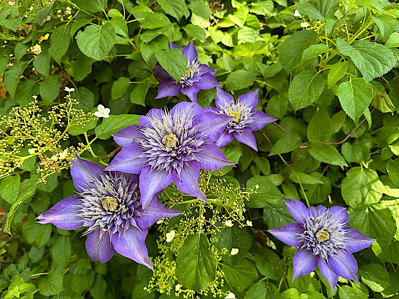 Clematis „Multi Blue (i.2lT.), Waldrebe