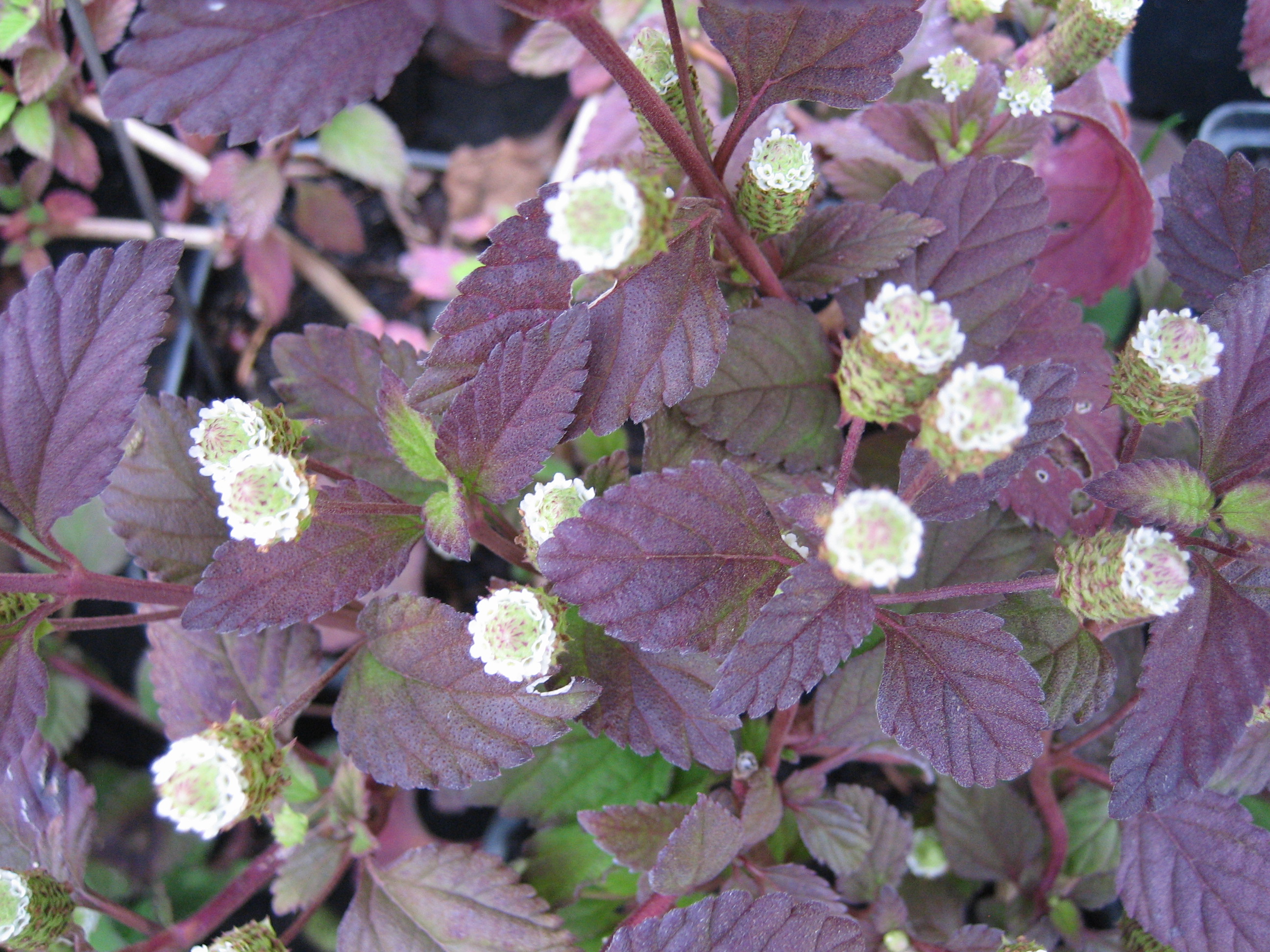 Lippia dulcis (i.12cm T.) Aztekisches Süßkraut