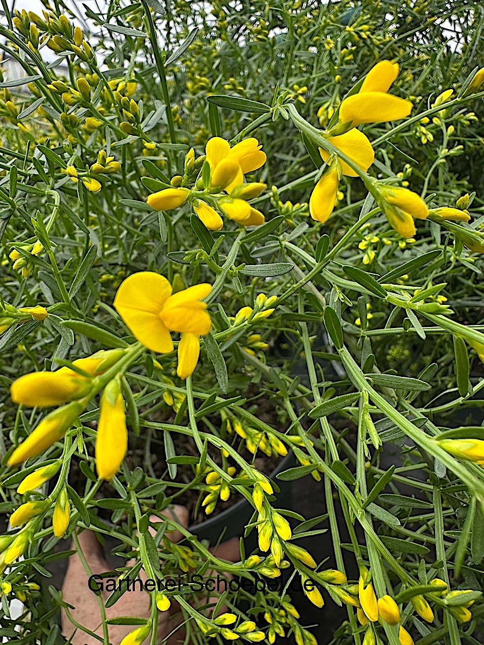 Cytisus, Genista lydia (i.14cmT.), Stein-, Syrischer Ginster