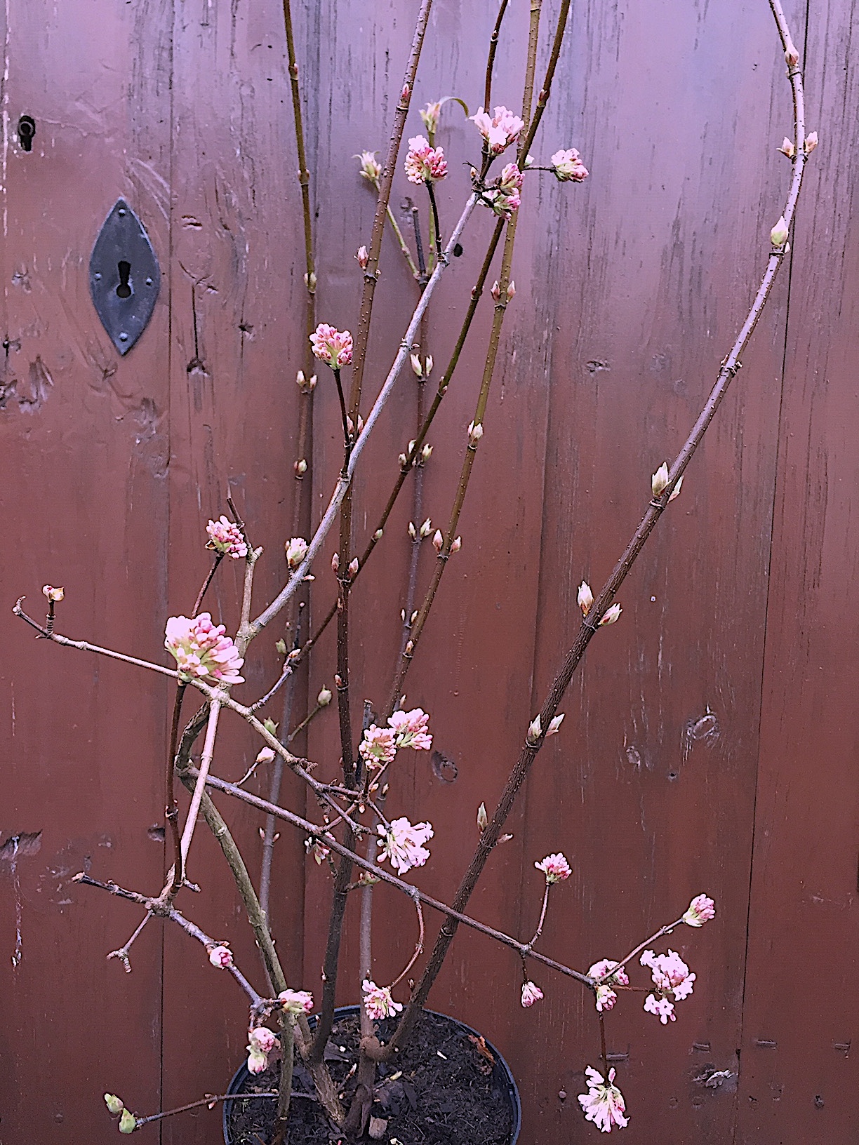 Viburnum x bodnantense „Charles Lamont“ (i.5l Topf)(60-80cm) Winter  Duft - Schneeball