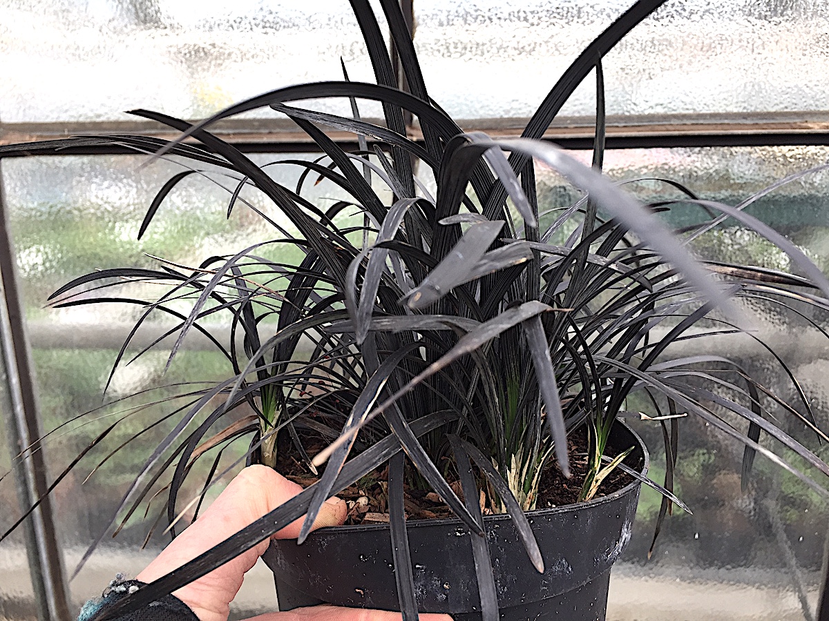 Ophiopogon planiscapus Niger(i.9-10cm T.) Schlangenbart, schwarzer