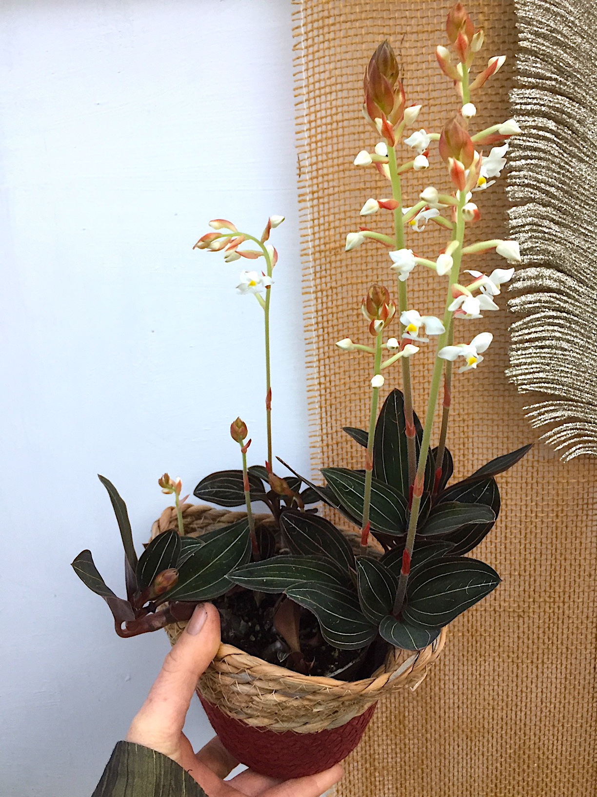 Ludisia discolor (i.12 cm T.) mit 3-5 Triebe, Juwelenorchidee
