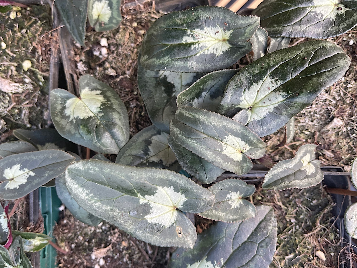 Cyclamen hed. „Zungenblatt grün mit silber Herz“ Variat. (i.9cmT.)