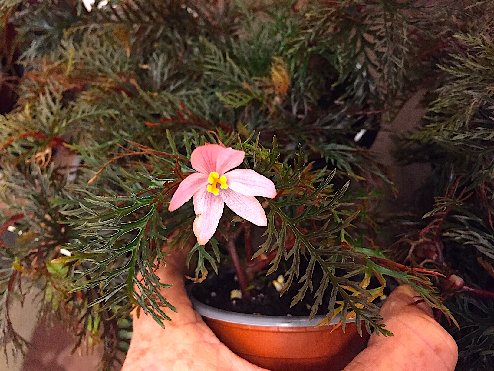 Begonia bipinnatifida (i.10cmT.), Farnblatt Begonie