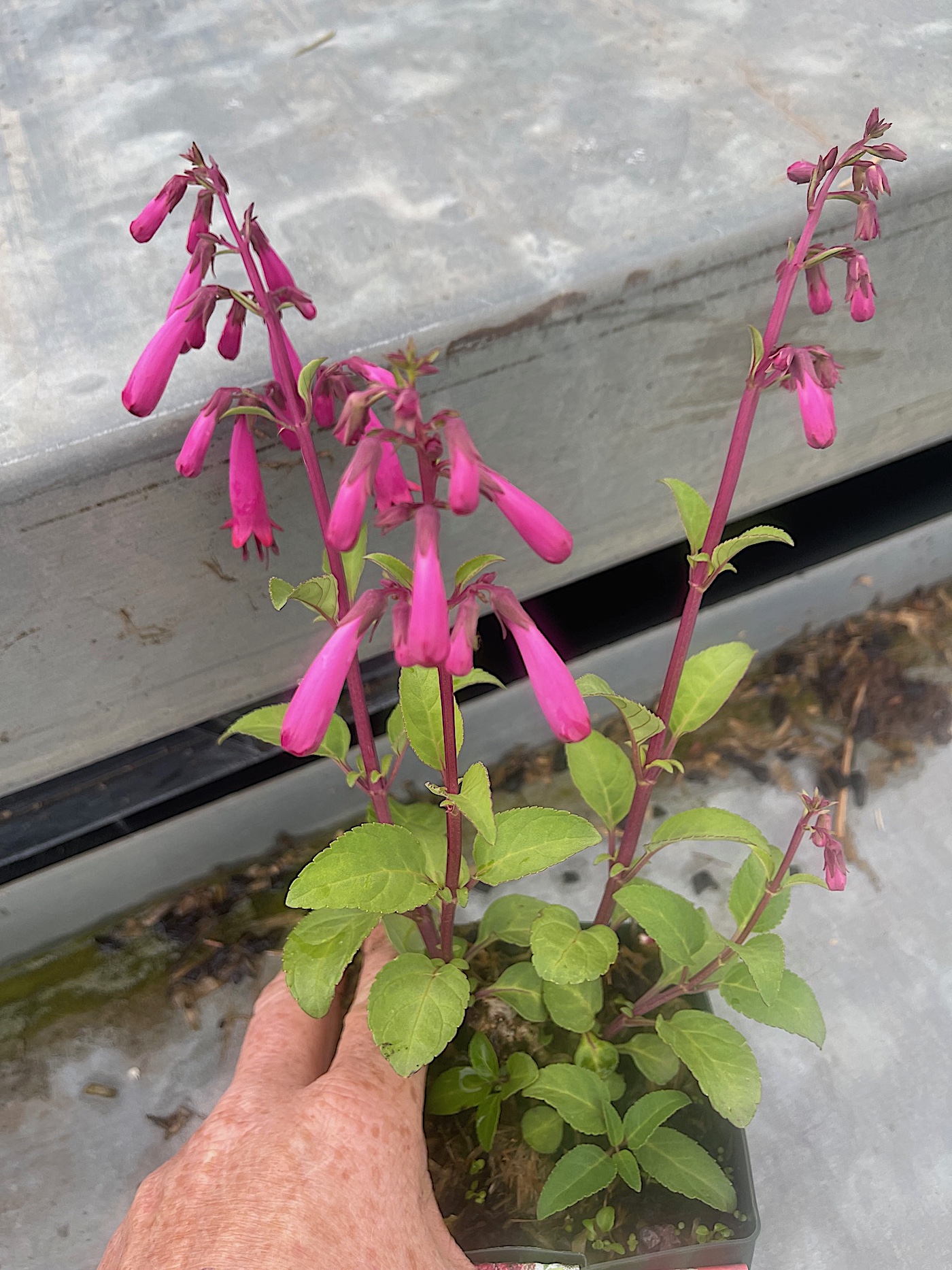 Phygelius  rectus „Candy. Drops. Rose“ (i.12cmT.), Kap Fuchsie