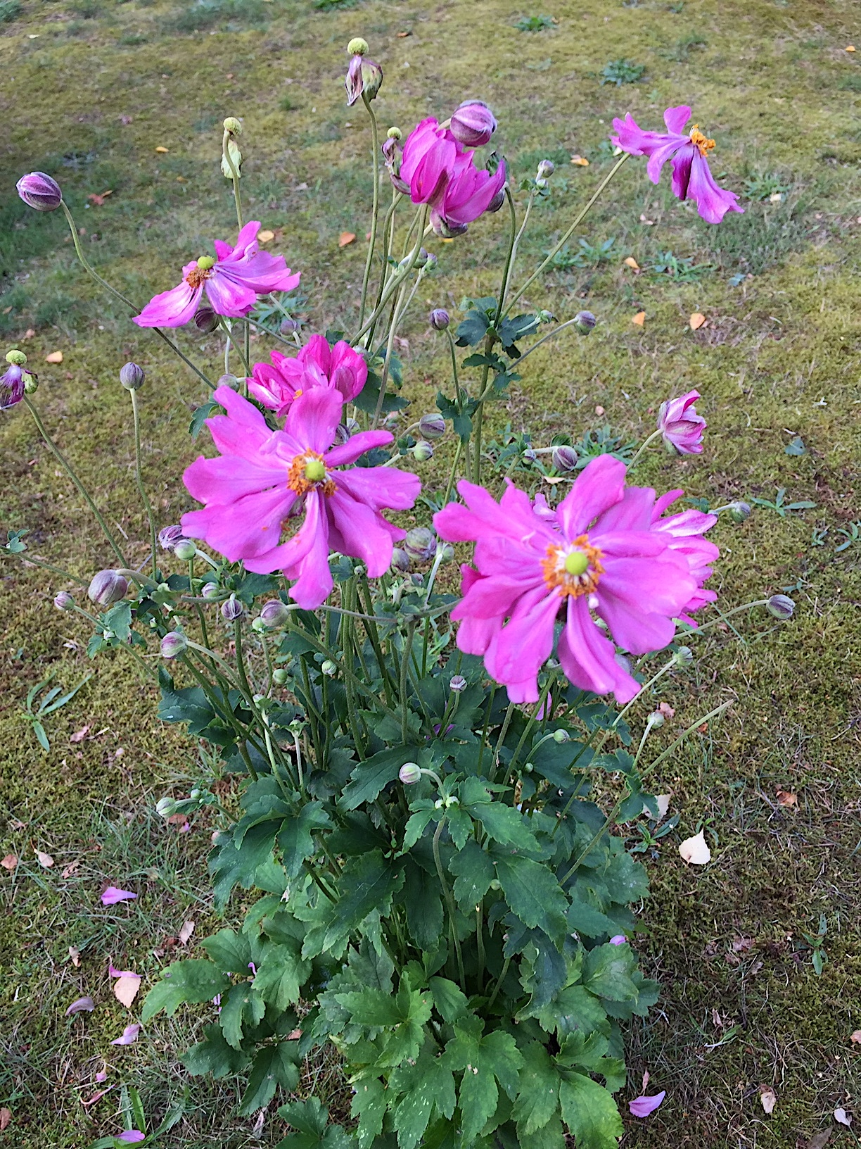 Anemone hupehensis ´Prinz Heinrich `( 12cm T.) Japan-Anemone