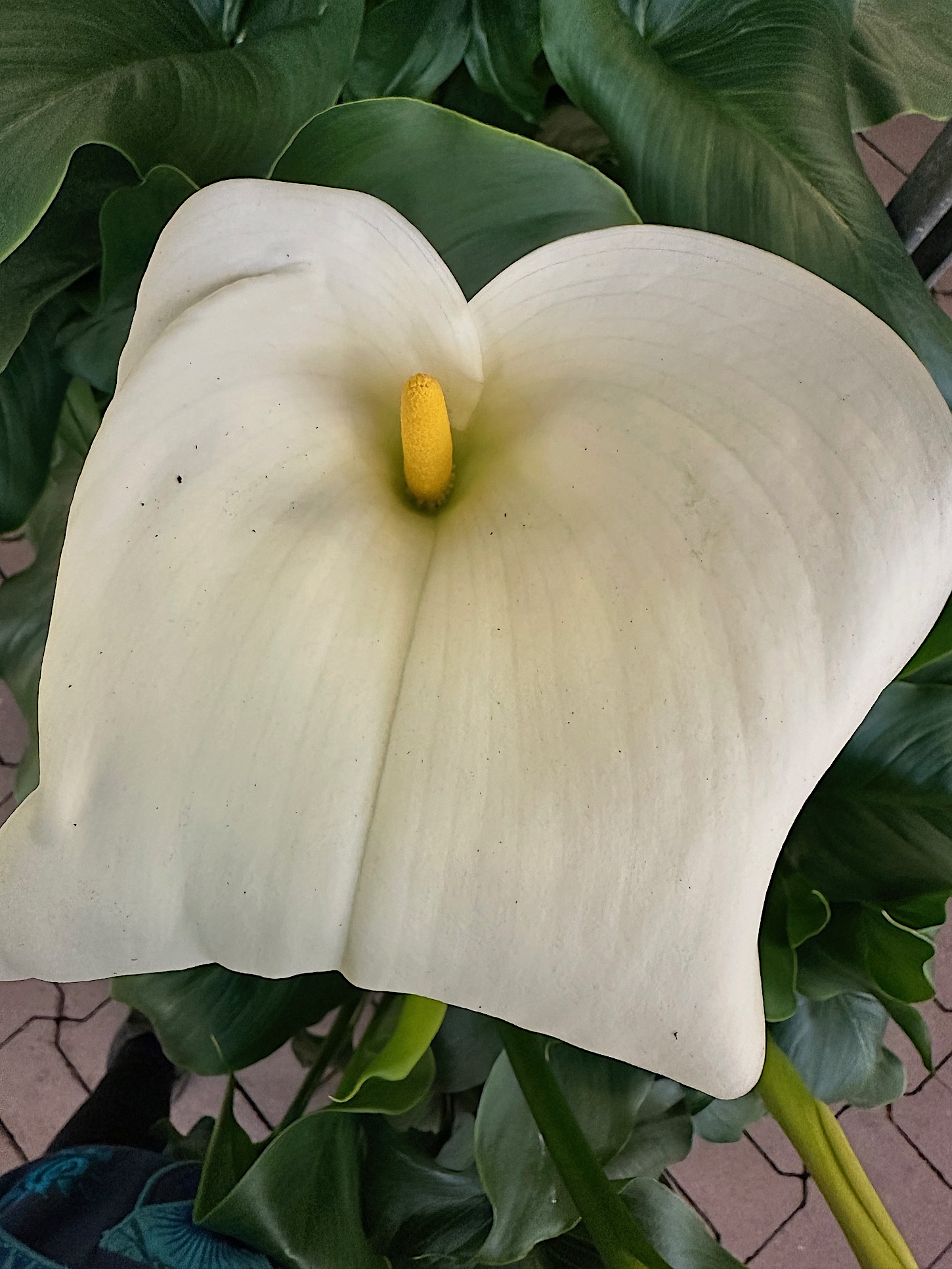 Zantedeschia aethiopica „weisser Zwerg“ (i.14cmT.), Calla Lily