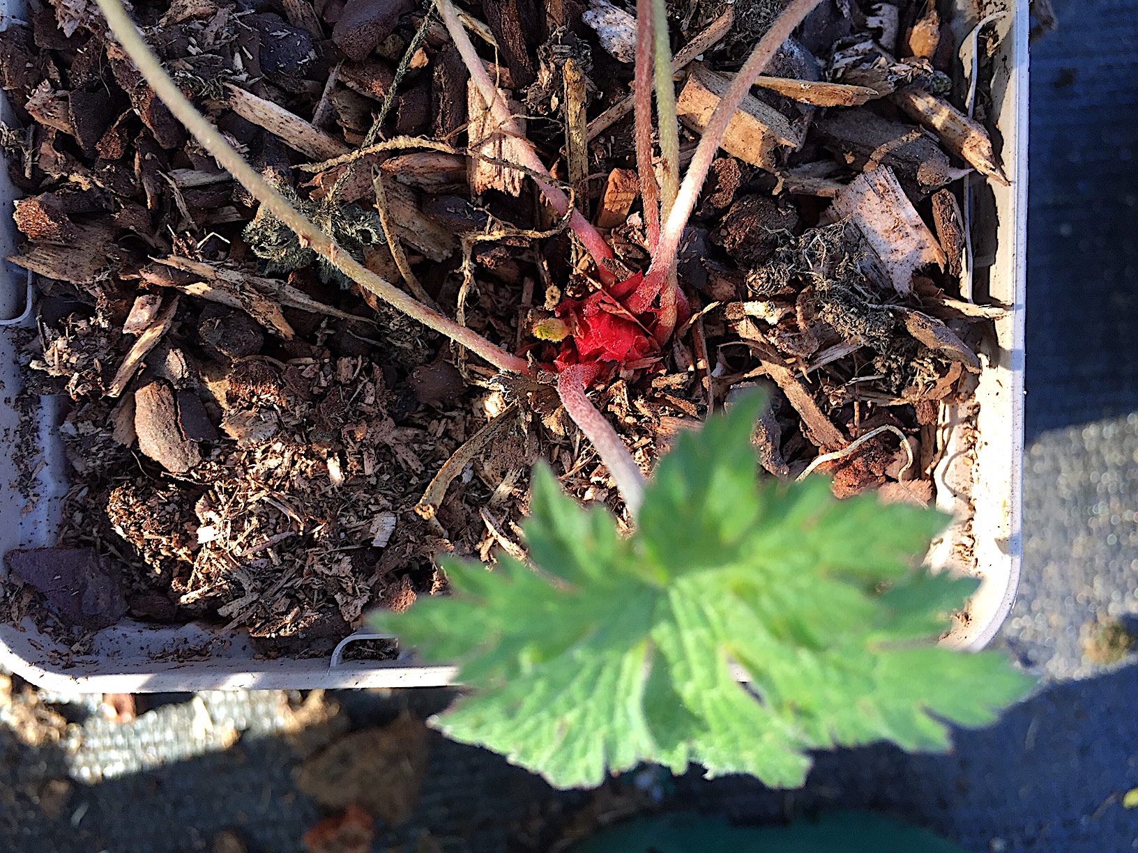 Geranium  "Dragon Heart" (i.12cmT.) Storchenschnabel