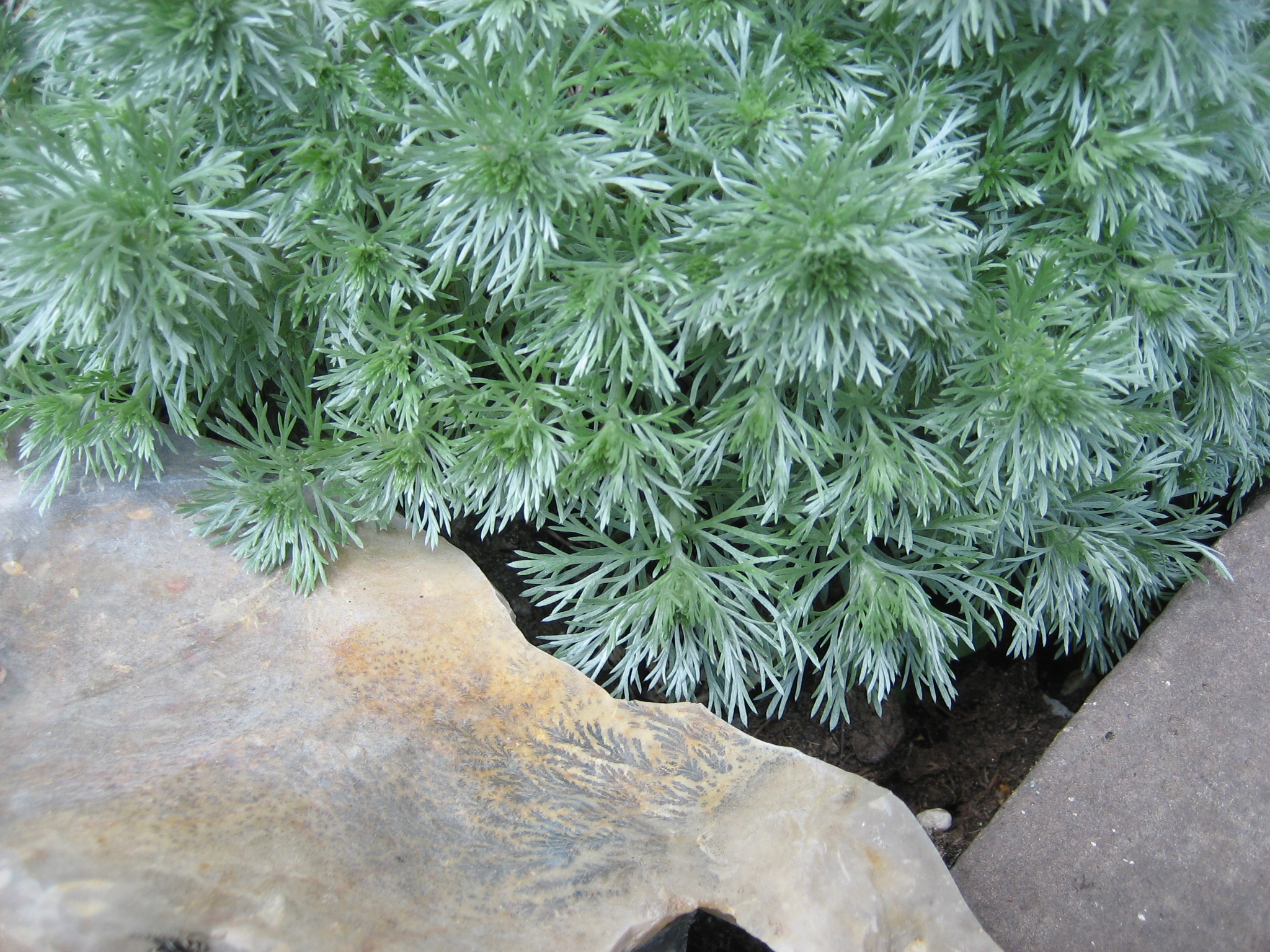 Artemisia schmidtiana ´Nana` (i.12cmT.) Silberedelraute