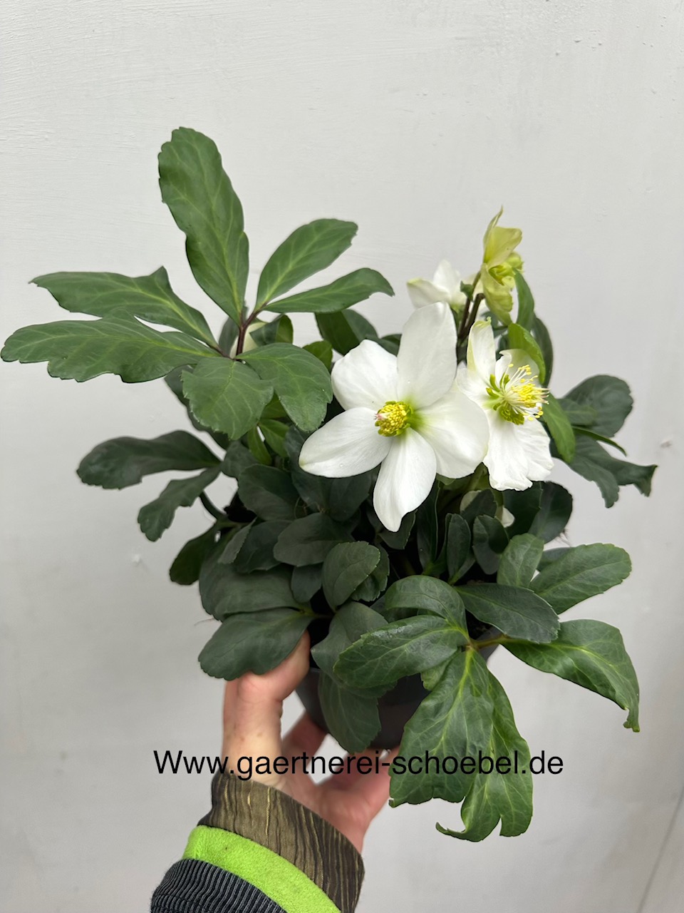 Helleborus niger "Advent Star"(17 cm T.), Christrose- Schneerose