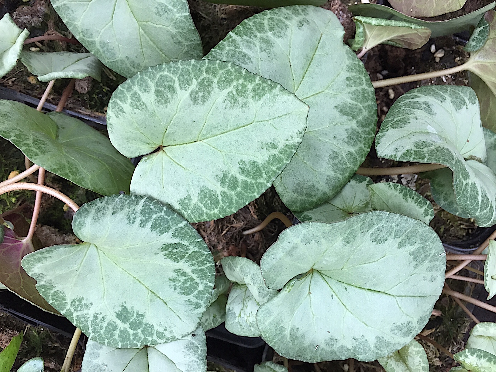 Cyclamen hederif., Album oder rosa „Silverleaf , mit grünem Rand Var.“(i.9cmT.) Silber Veilchen