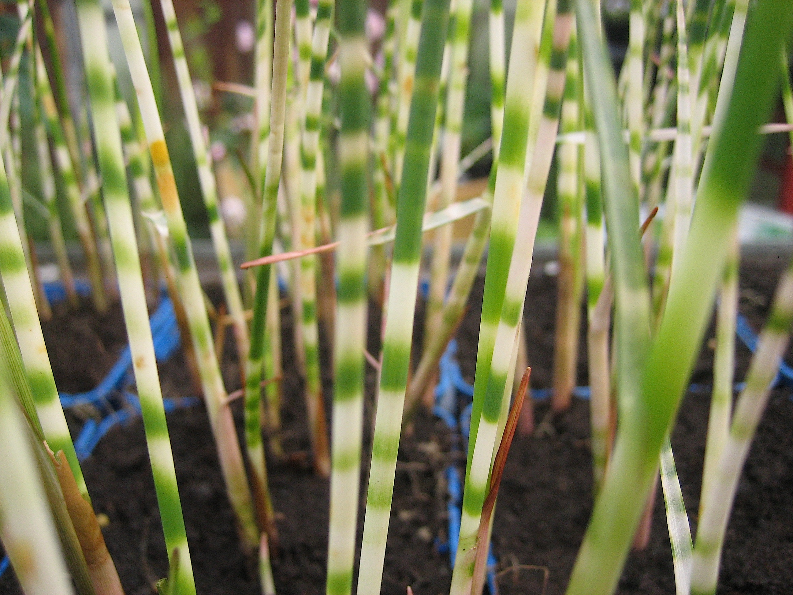 Scirpus taberaemontani "Zebrinus" Zebrabinse (i.9cmT.)