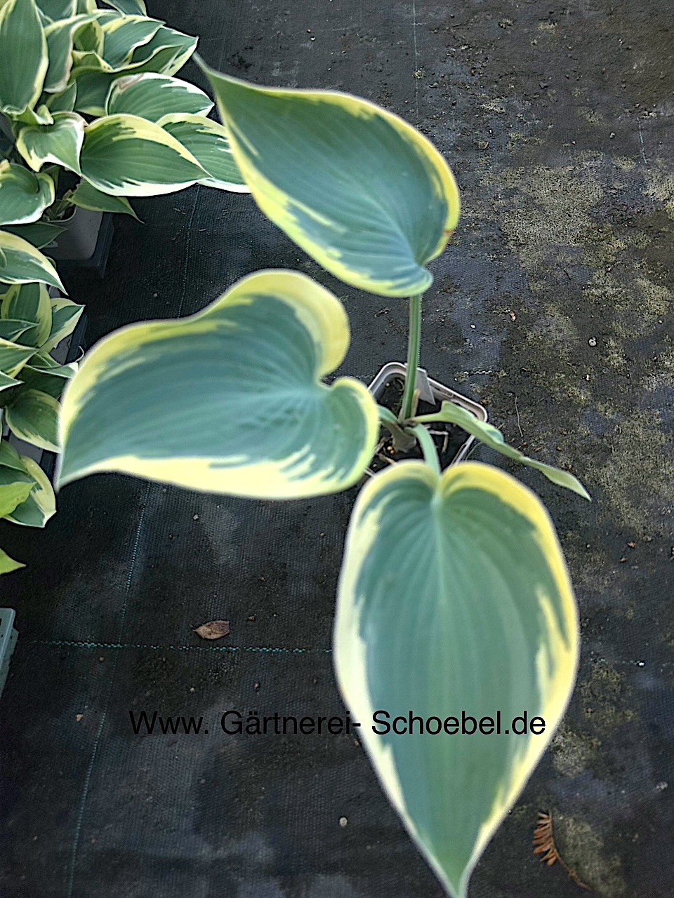 Hosta  „First Frost“ (i.9cmT.)