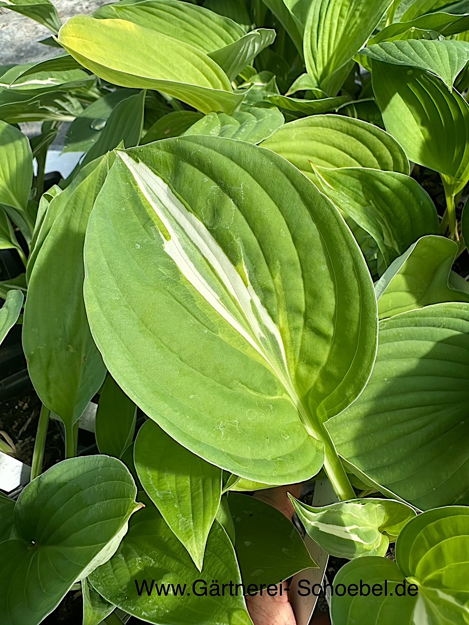 Hosta ´Snake Eyes` (9 cmT) Funkie