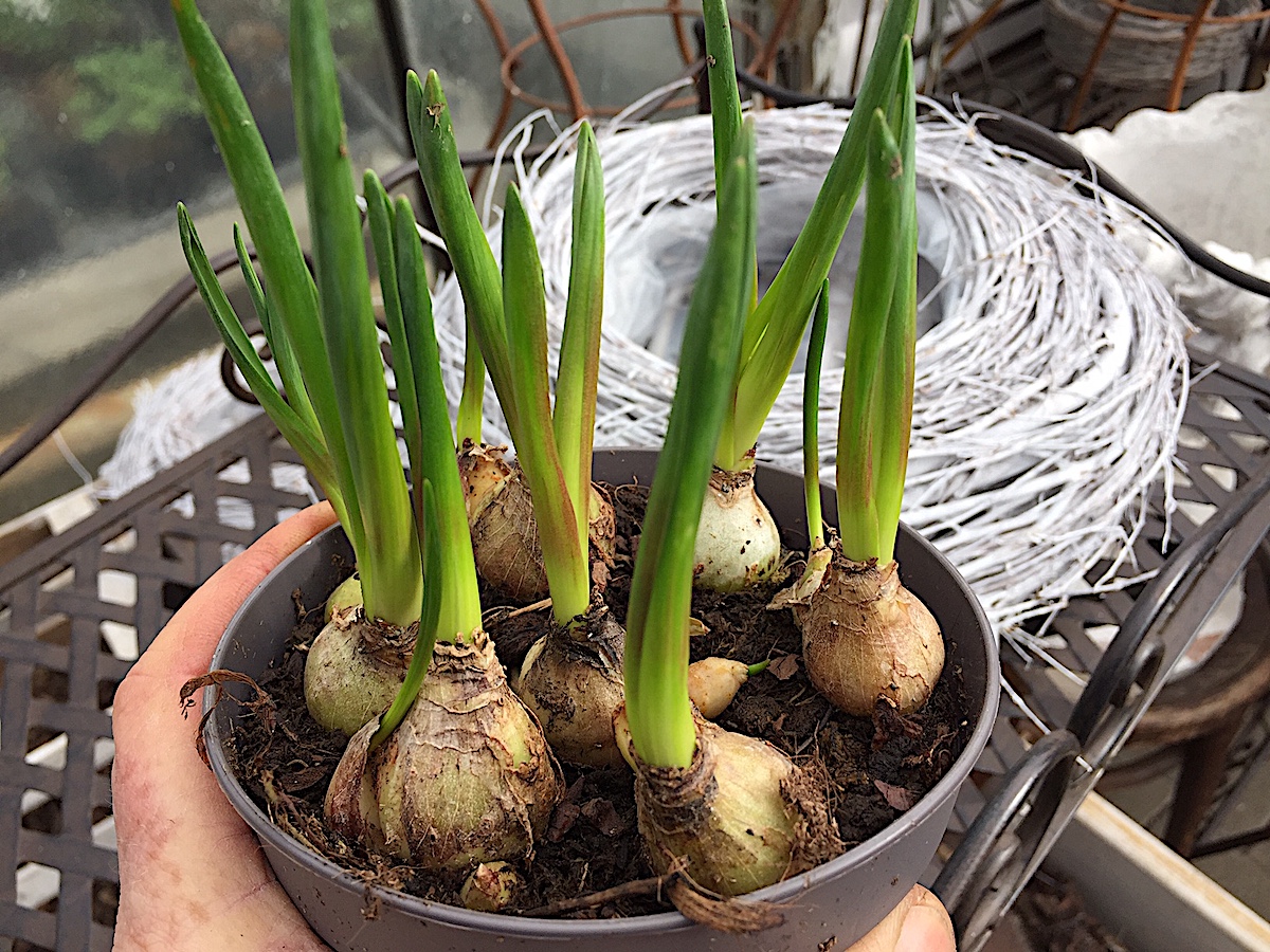 Muscari armeniacum „Sunrise Exterieur“(i.12 cmT.),selten pink rosa