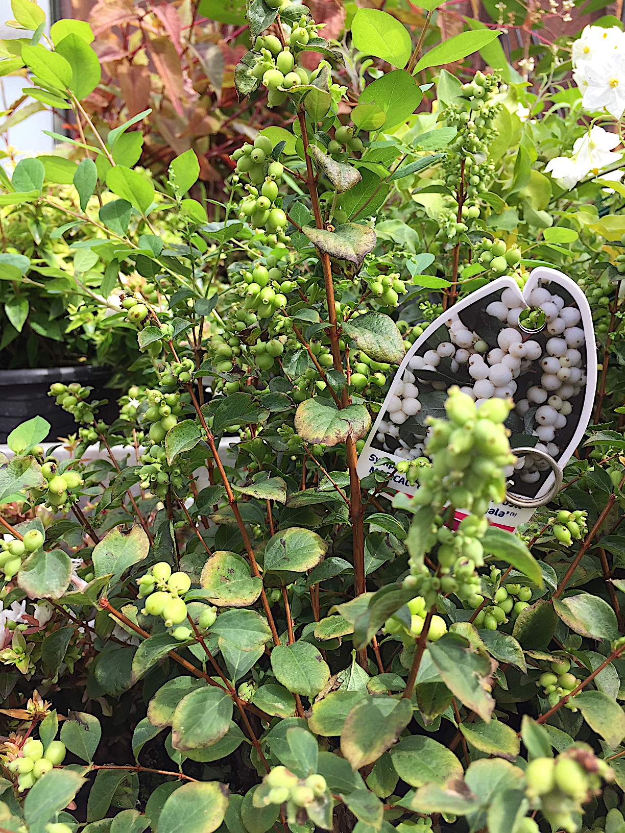 Symphoricarpos x doorenbosii „Magical“R Galaxy Kolmgala(S) (i.15cmT.)
