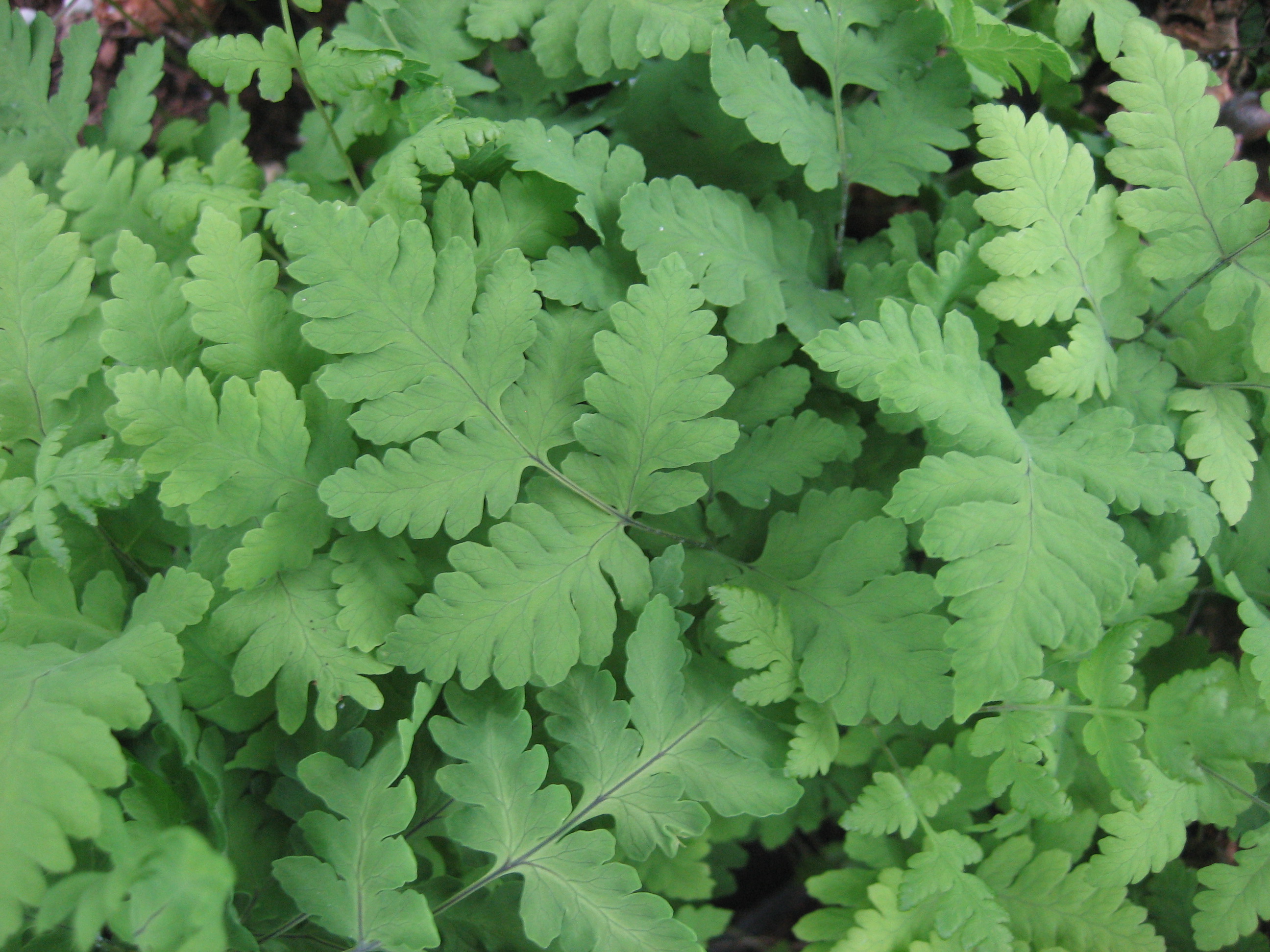 Dryopteris dryopteris plumosum (i.11cmT.)