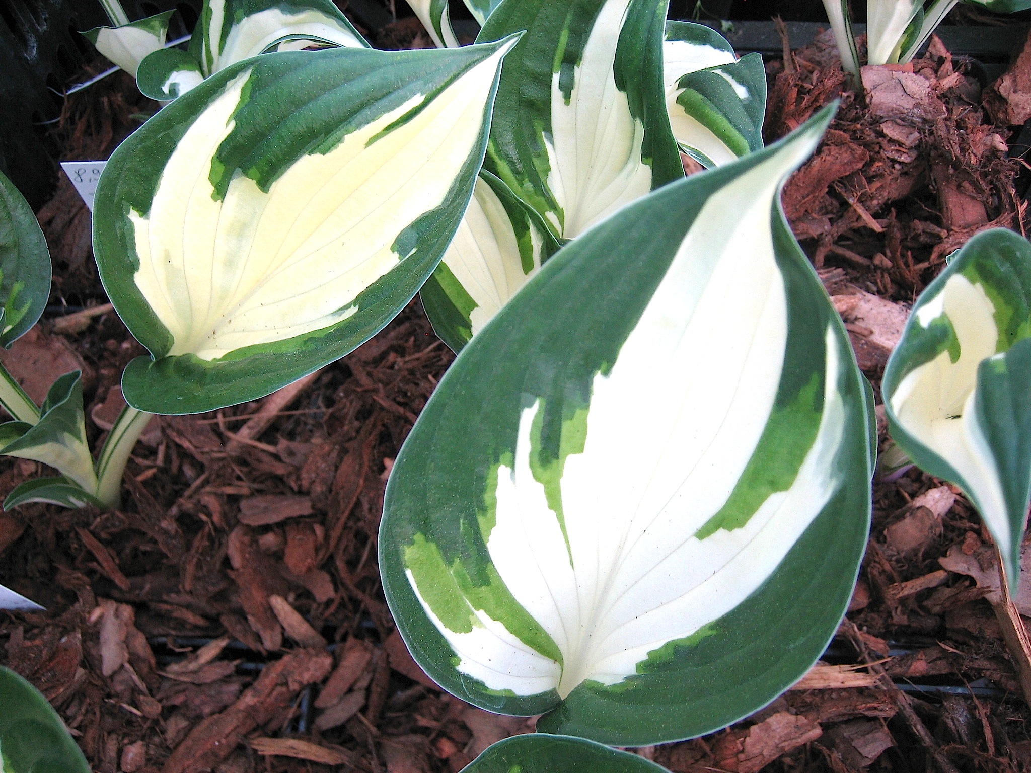 Hosta Hybride "Fire and Ice" (i.11cm T.) Funkie