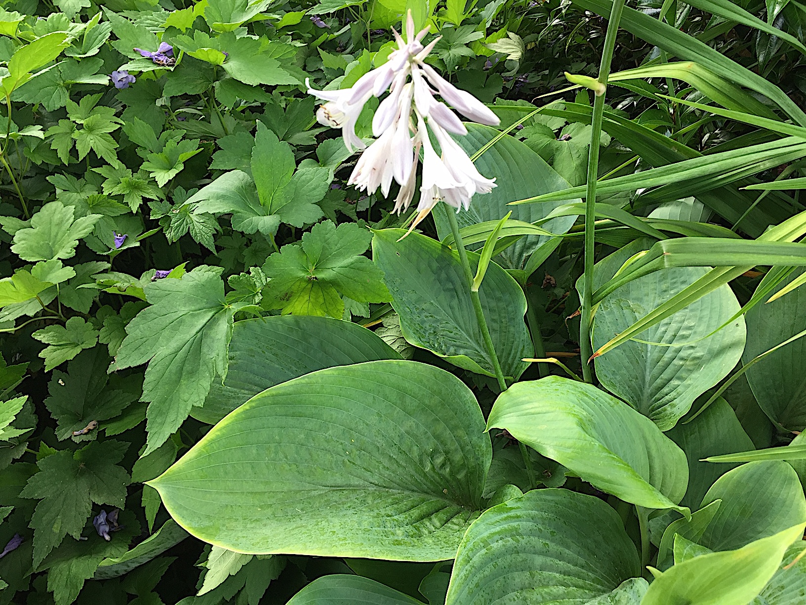 Hosta  Hybride "Empress Wu" (i.9cmT.) Riesen - Funkie