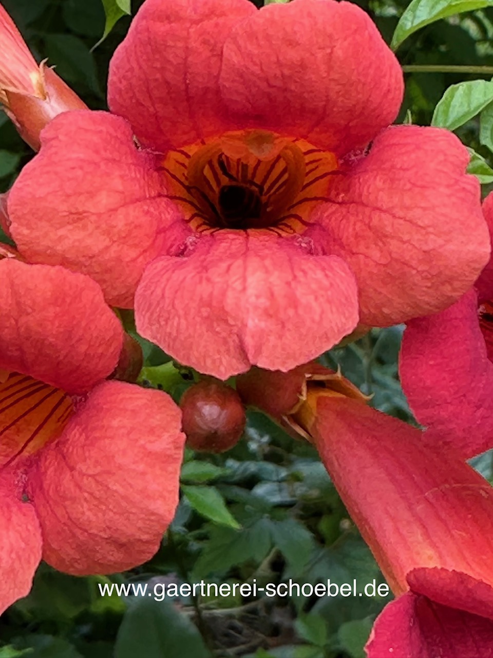 Campsis tagliabueana „Mme Galen“ (i. ca 1,5lT.), Trompetenblume, Klettertrompete
