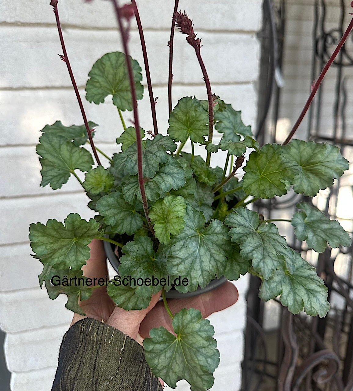 Heuchera sanguinea "Paris" (i.13cmT.)Purpurglöckchen