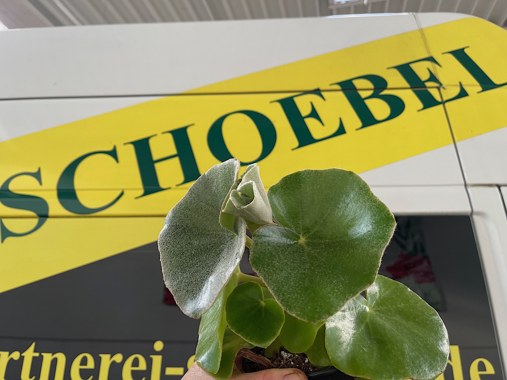 Begonia venosa (i.12cmT.)Rarität