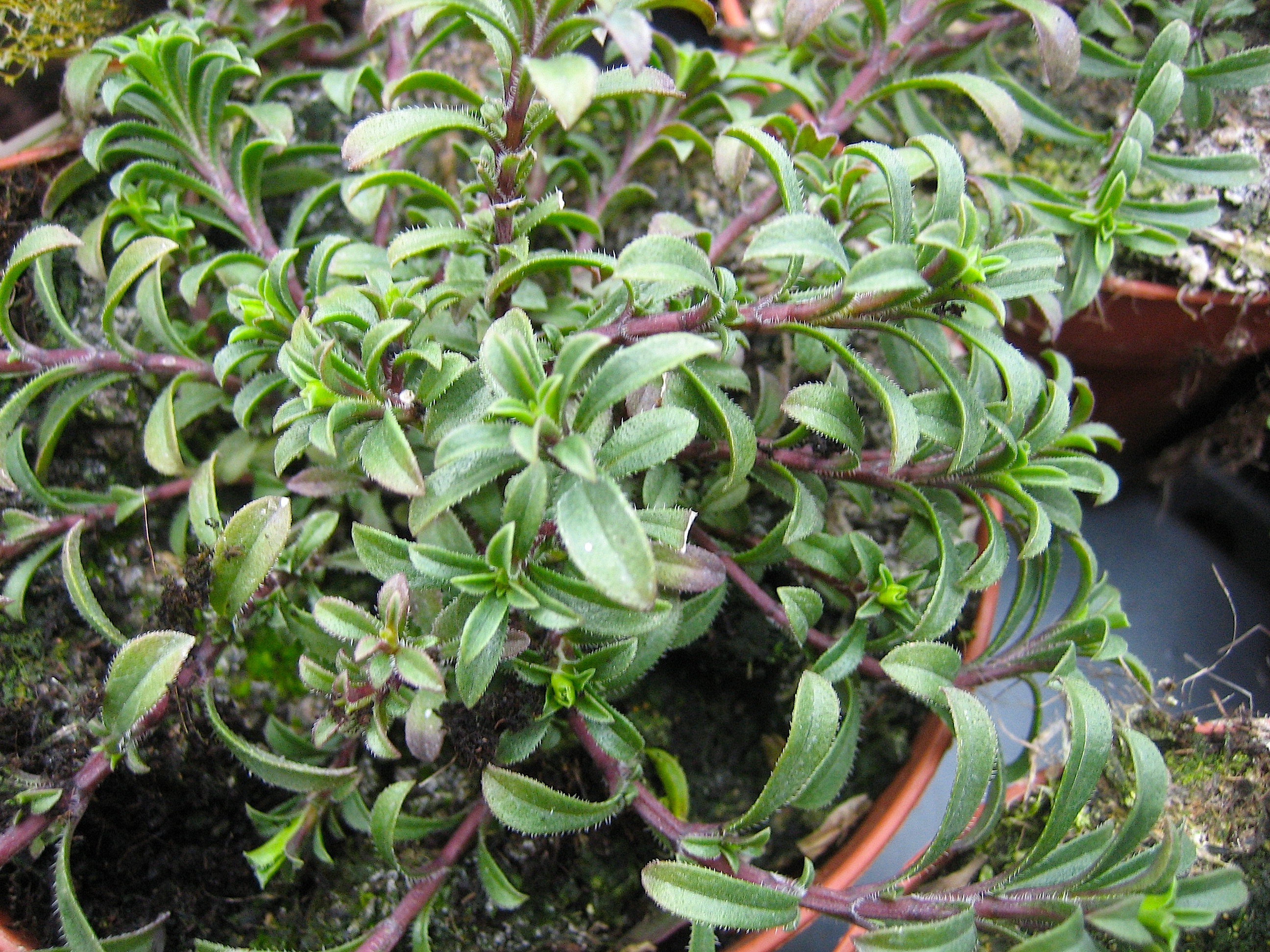 Satureja montana ssp. citriodora (i.12cm T.) Zitronen-Bergbohnenkraut