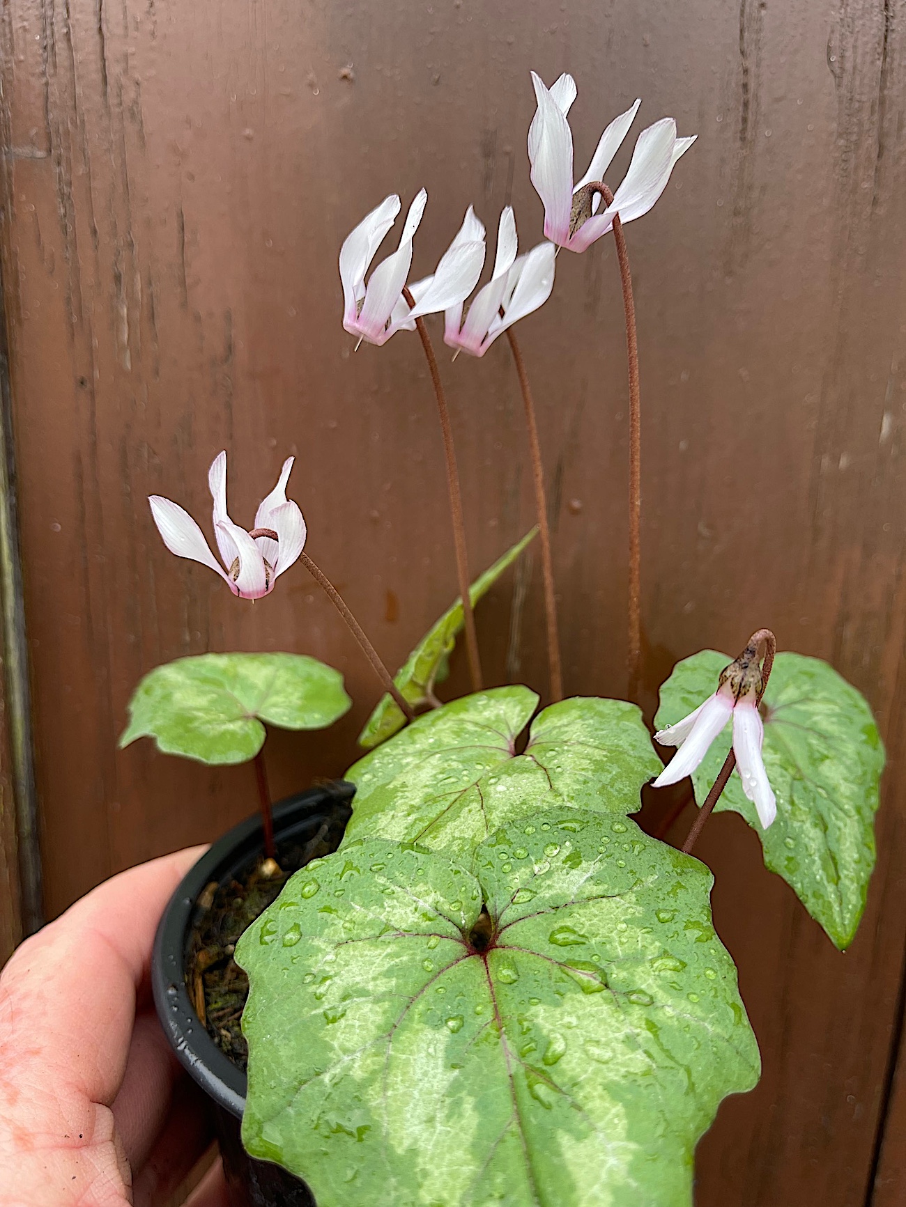 Cyclamen repandum „Album“ (i.9cmT.)
