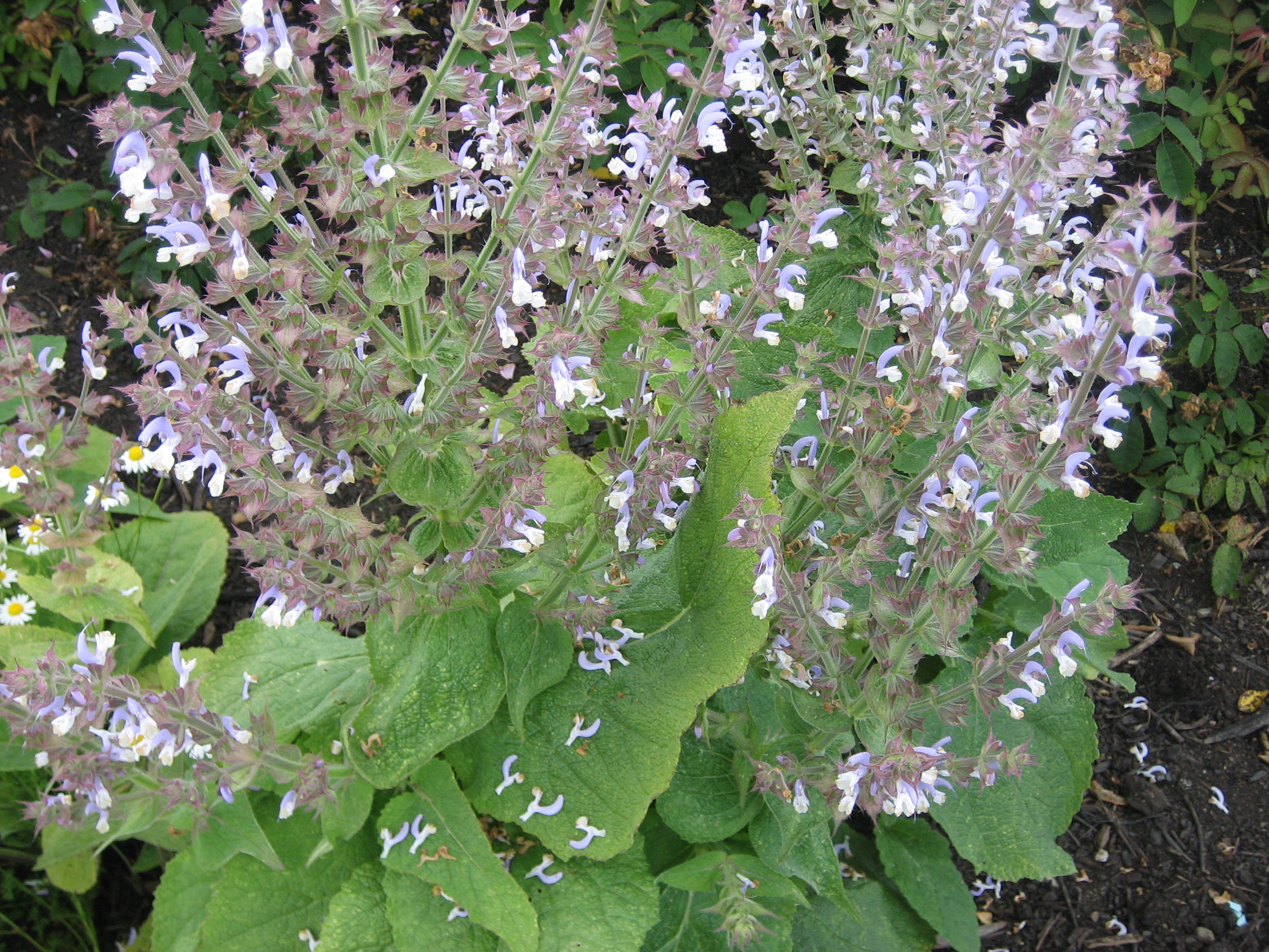 Salvia sclarea (i.11cmT.) Muskatellersalbei