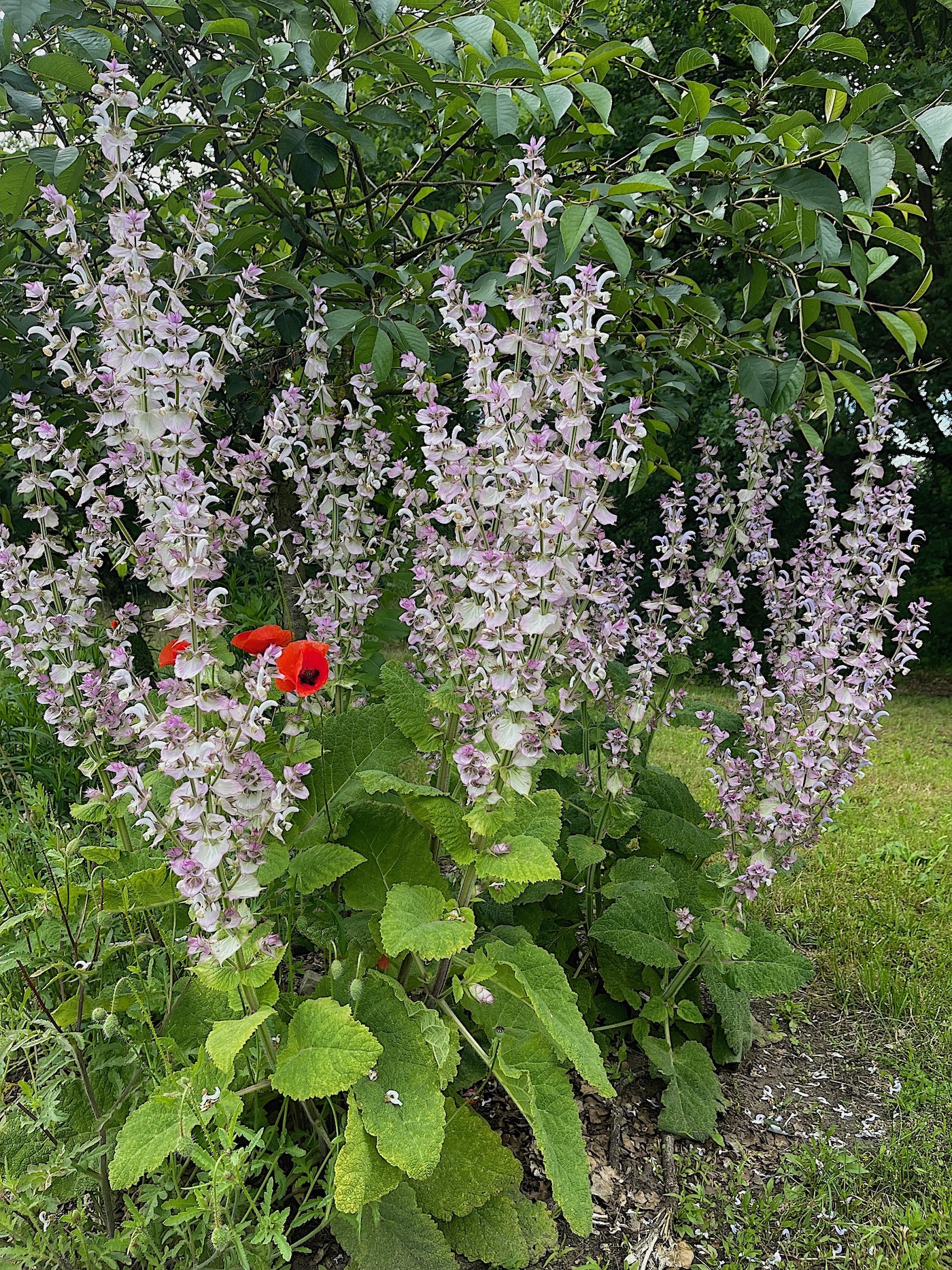 Salvia sclarea (i.11cmT.) Muskatellersalbei