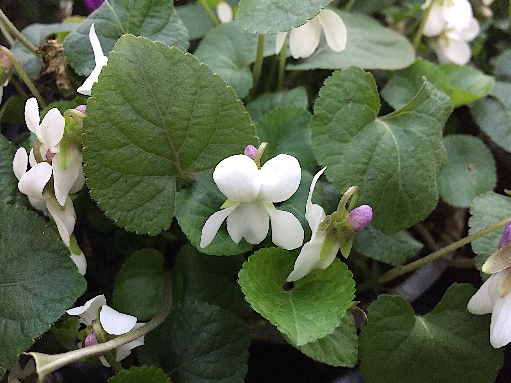 Viola odorata weiss (i.10,5cmT.), Duftveilchen