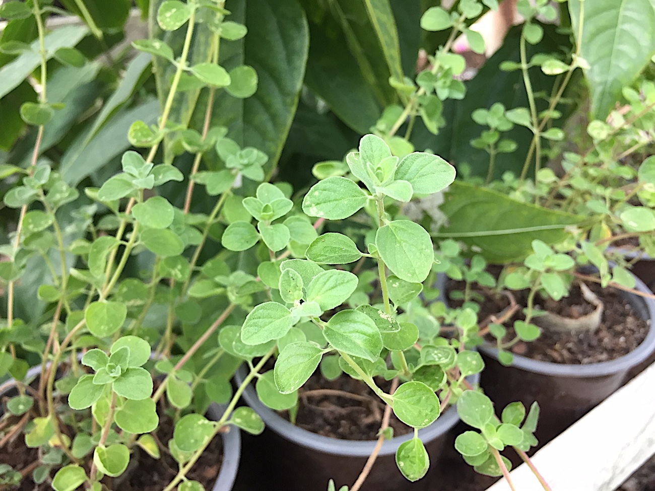Origanum x majoricum (i.14cm T.) Sizilianischer Oregano