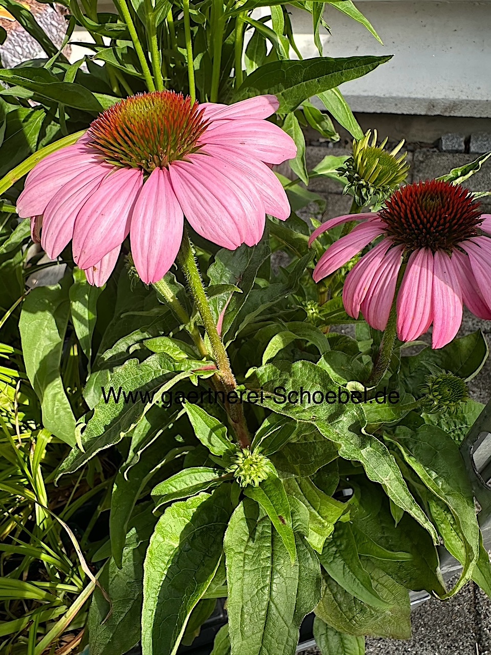 Echinacea purpurea ´ Rubinstern `(i.17cmT.) Sonnenhut, kräftigkaminrot