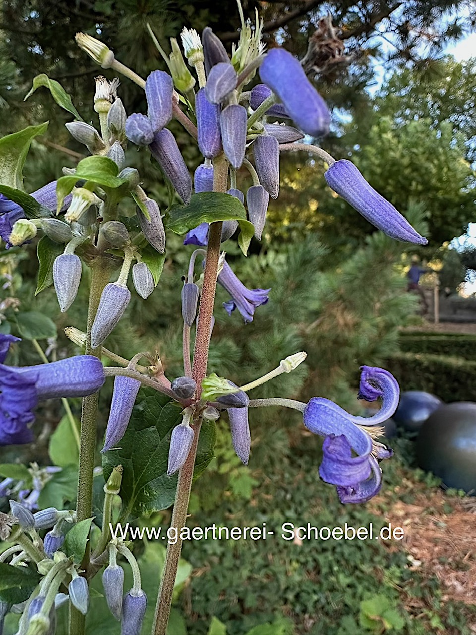 Clematis heracleifolia „China Purple“(12cm T.), Waldrebe, breitblättrige