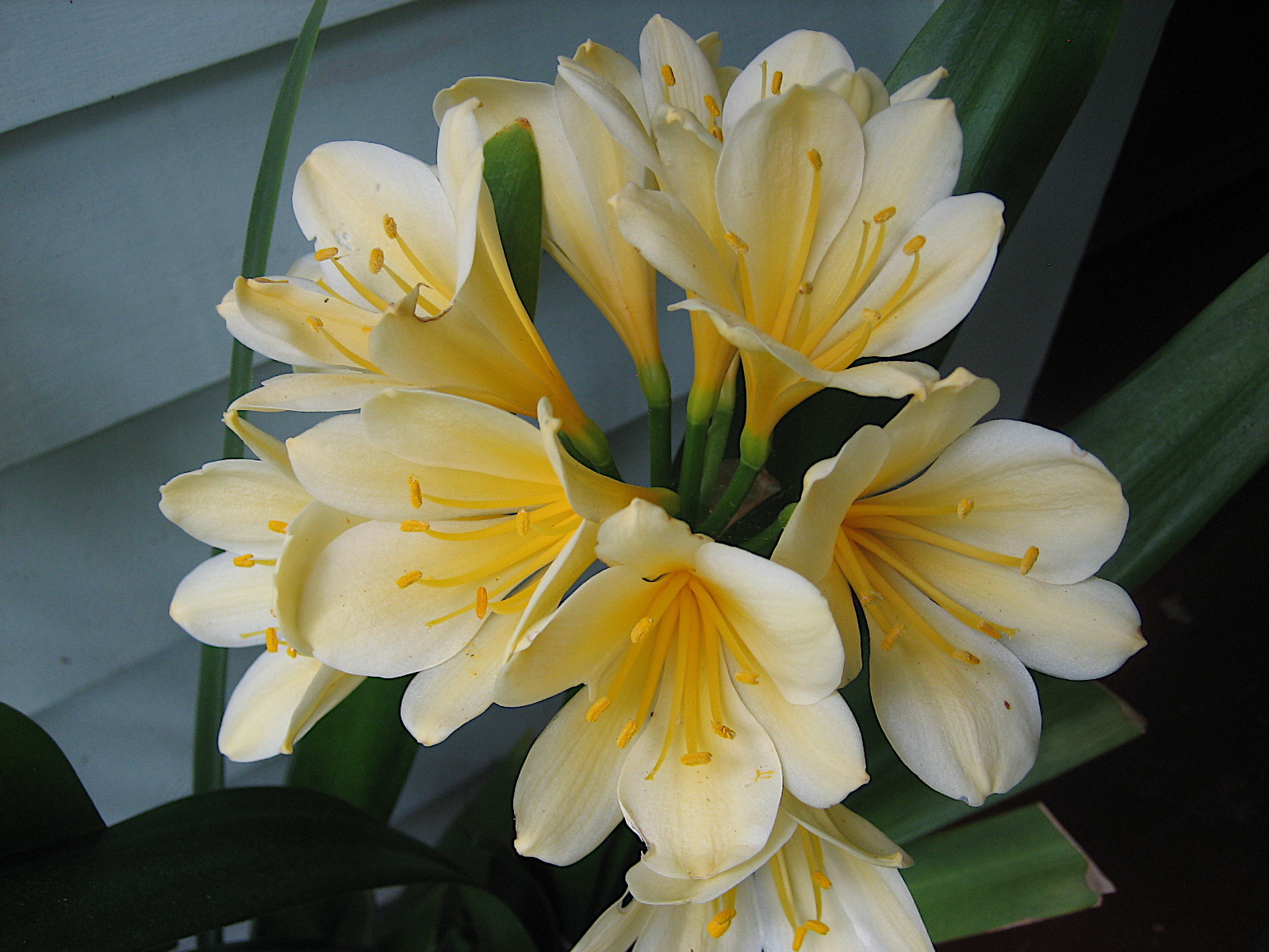 Clivia miniata (i.13cmT.)“Yellow“