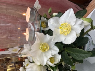 Helleborus niger ´Christmas Carol ` (15cmTopf) Christrose, echte frühblühende