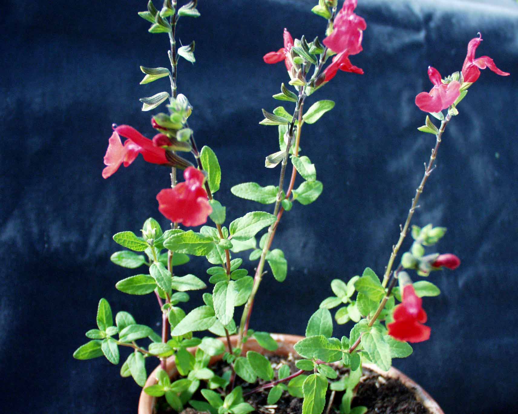 Salvia gregii (i.12cm T.) Pfirsichsalbei